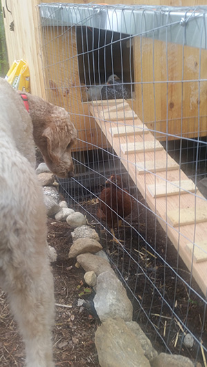 backyard-chickens