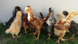 Friday Favorites Chickens