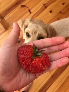 friday favorites strawberries