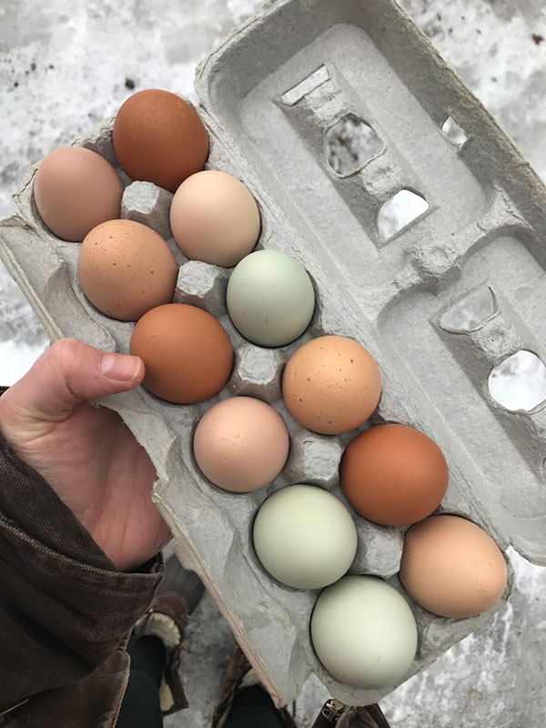 free range chicken eggs
