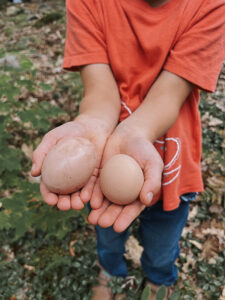 local eggs backyard chickens